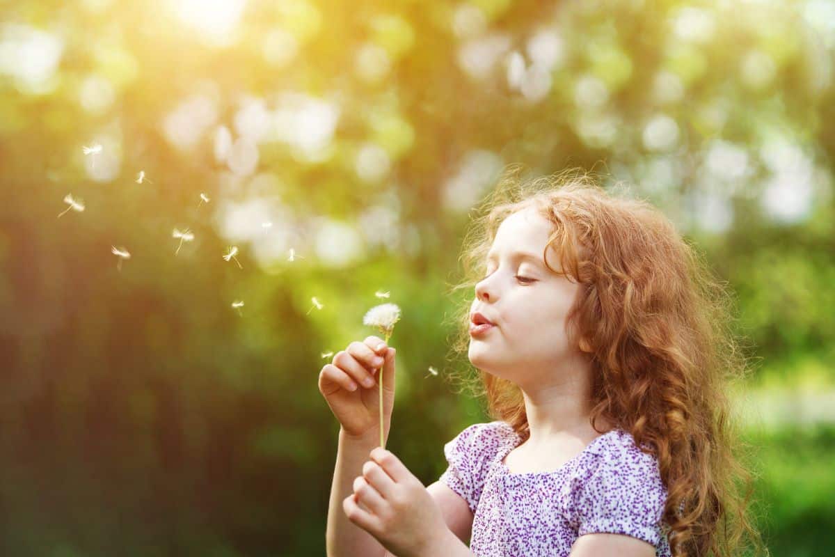 cause of pediatric sinus symptoms Child outdoors blowing the seed pods off of a dandelion that has gone to seed. She holds the dandelion with both hands while looking at it.